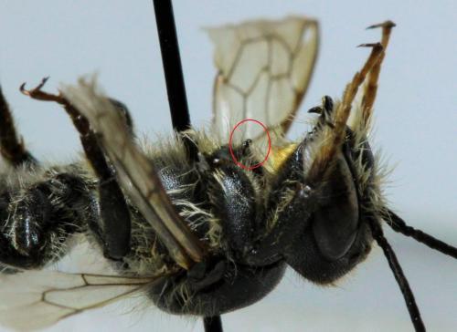 Megachile ericetorum